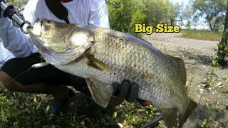 Casting Barramundi using Storm Flutterstick Madflash 07  Mancing Kakap Putih [upl. by Notsirk422]