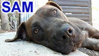 Please help Sam find a home and share this video Thanks rescue [upl. by Shelbi]