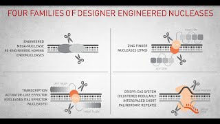 Genome Editing with engineered nucleases [upl. by Alvita776]