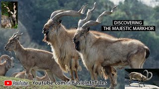 quotThe Majestic Markhor Pakistans National Animalquot [upl. by Lauder]