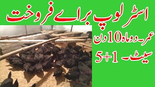 Black Australorp chickens of 2months and 10days old in Rawalpindi [upl. by Lauritz575]