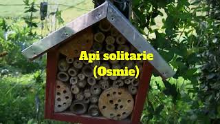 Api solitarie [upl. by Buchbinder]