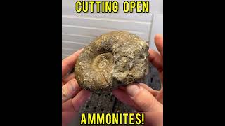 Crystals inside a AMMONITE Cutting two ammonites open w lapidary saw [upl. by Alikam]