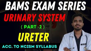 Urinary System  Ureter  Bams 1st Year  Anatomy classes anatomy bams ayurveda urinarysystem [upl. by Naved911]