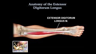 Anatomy Of The Extensor Digitorum Longus Muscle  Everything You Need To Know  Dr Nabil Ebraheim [upl. by Nyrahtak]