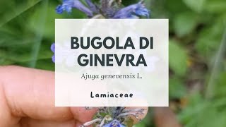 BUGOLA DI GINEVRA  Ajuga genevensis L  Lamiaceae  Upright bugle [upl. by Eedrahs]