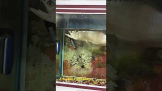 Arowana Fish Food arowana fish food fishfood online shopping aquarius aquarium shortvideo [upl. by Adnwahsal257]