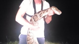 Solo Catching Monster Python  Python Hunting in the Florida Everglades  Episode 2 [upl. by Htebiram160]