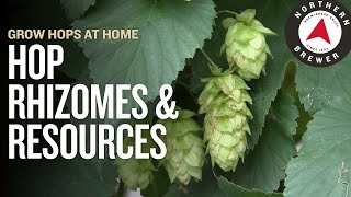 Grow Hops at Home  Hop Rhizomes amp Resources [upl. by Etheline863]