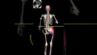 TRENDELENBURG SIGNThe Trendelenburg sign is a physical examination findingseen when assessing for [upl. by Mcgregor]