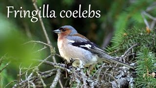 Peippo laulaa Chaffinch singing Fringilla coelebs Bofink sång Zięba śpiewanie Зяблик пение [upl. by Othello]