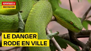 Les serpents de Bangkok  le danger rode en ville  Documentaire Découverte HD AMP [upl. by Aoh]