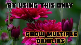 Dahlia flower growing  how to grow dahlia flower  dahlia flower growing [upl. by Gorton528]