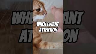 When My Cat Wants Attention VS When I Want Attention From Him catsvideo orangecat catshorts [upl. by Panchito]