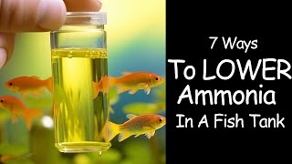 Ammonia In Fish Tanks  How To Lower Permanently 🙌 [upl. by Hahsia]