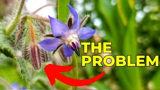 How to Harvest Borage Flowers 🍃 borage flowers gardenflowers [upl. by Brien]