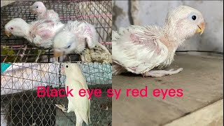 Black eye sy red eyes chicks 🐣 Nikal aye 👀foryou love birds viralvideo [upl. by Sheaff]