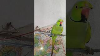 Cute parrot  parrot videos short ytshort parrot talkingmitthu [upl. by Sidnal]