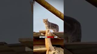 Cats Reenact Iconic Lion King Scene 🦁 [upl. by Yedrahs]