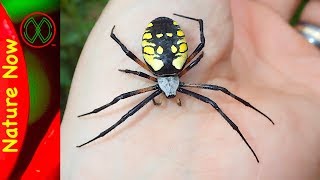 How Dangerous is a Black And Yellow Spider [upl. by Ydnolem]