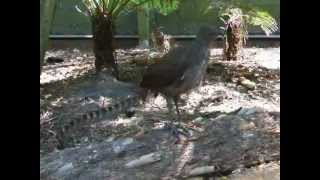 Lyre bird mimicking sounds amp voices [upl. by Bonner]