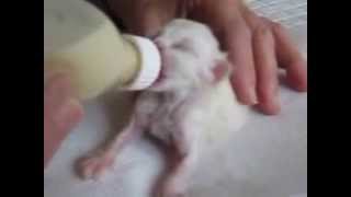 Kendalian Birman Bottle feeding Newborn Kitten [upl. by Kowtko]