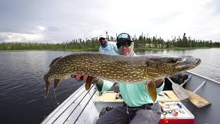 Vicious Top Water Pike Strike  Northern Saskatchewan Fishing [upl. by Nahij]