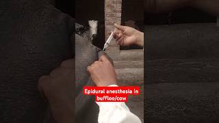 Epidural anesthesia in buffloosacrococcygeal nerve blockRegional analgesia buffalo dairyfarming [upl. by Julina]