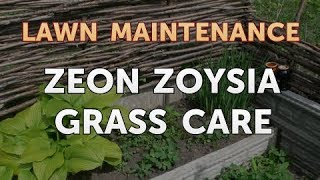 Zeon Zoysia Grass Care [upl. by Stoneham]