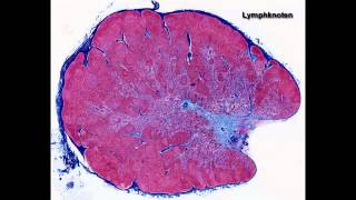 Histologie ─ Lymphatische Organe [upl. by Ayekan]