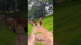 Buscando a vaca da vaca  escolha o nome da filha da Pouso Alegre vlog sitio roça agro fazenda [upl. by Oag]