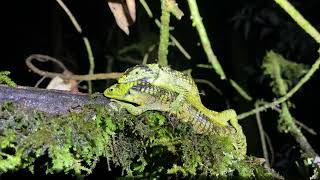 Bromeliad Arboreal Alligator Lizard Abronia taeniata mating [upl. by Alvarez]