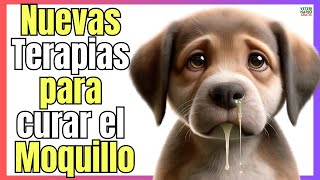 🔴 ¿COMO CURAR EL MOQUILLO EN LOS PERROS CON NUEVAS TERAPIAS 🔴 [upl. by Ardnasela]