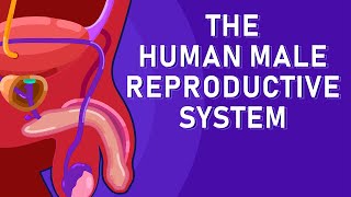 The Journey of Sperm How the Male Reproductive System Works [upl. by Arat666]