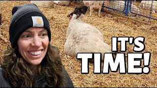 ITS HAPPENING  Spring Lambing 2021  Vlog 427 [upl. by Dyana]