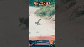 wildlife cobravsmongoose fox snakeandmongoose animals wildlifefight wildfox wildanimals [upl. by Lipkin]