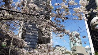 Vancouver EVENT 2019 CHERRY BLOSSOM FESTIVAL Opening Day Cherry Jam Concert Burrard Station Apr 4 [upl. by Yasdnyl991]