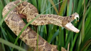 Snakes Uncovered 10 Astonishing Facts You Never Knew [upl. by Ardnuat]