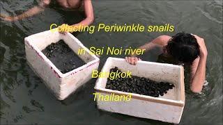 Collecting Periwinkle snails at Sai Noi River in Bangkok Thailand [upl. by Horbal220]