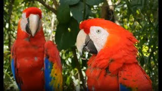 Parrots and Macaws at the Clay Lick in Ecuador [upl. by Nehgem]