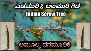 ಎಡಮುರಿ ಗಿಡ Indian Screw Tree [upl. by Alyakam]