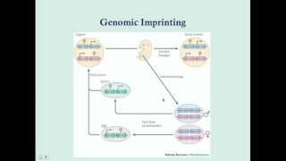 Imprinting and Uniparental Disomy  CRASH Medical Review Series [upl. by Magdala]