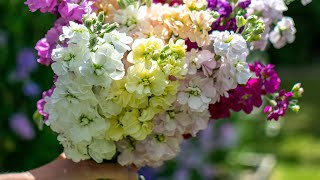 Harvesting Stocks Matthiola incana [upl. by Iseabal]