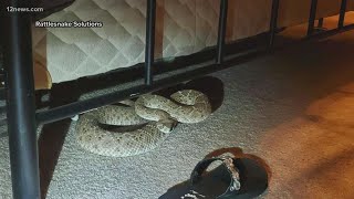 Valley couple finds rattlesnake under their bed [upl. by Eicirtap677]