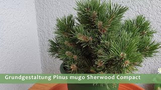 Grundgestaltung Pinus mugo Sherwood Compact [upl. by Annaihs]