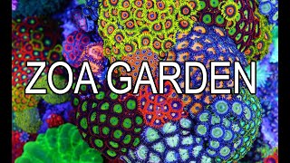 How To Build A Zoanthid Garden [upl. by Ahael]