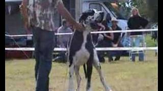 DogshowChampion Bodyguard grösster Hund Deutschlands [upl. by Lilac]