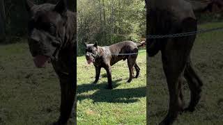 Black Brindle Cane Corso 8 months old 😁❤️ corsopups canecorso corsolove italianmastiff [upl. by Ailhat]