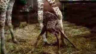 First Steps of Giraffe Baby [upl. by Schwejda]