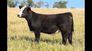 Reimann Pasture Sale 2024  Tag 106 [upl. by Thistle719]